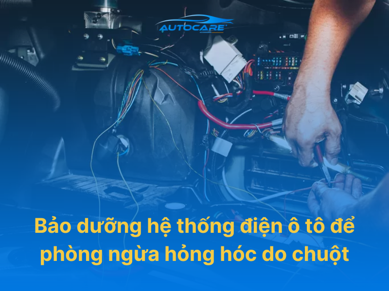 Bảo dưỡng hệ thống điện ô tô để phòng ngừa hỏng hóc do chuột cắn