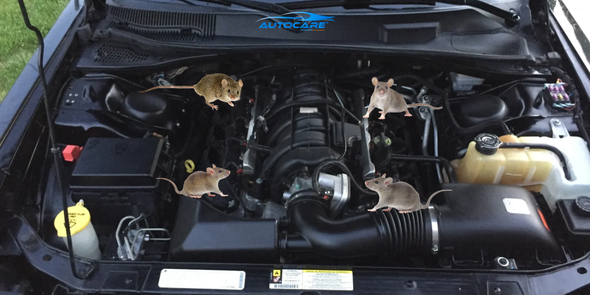 Cach ve sinh khoang may o to dinh ky de ngan chuot lam o