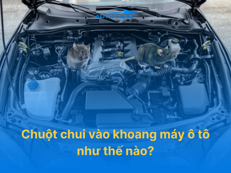 Cách vệ sinh khoang máy ô tô định kỳ để ngăn chuột làm tổ