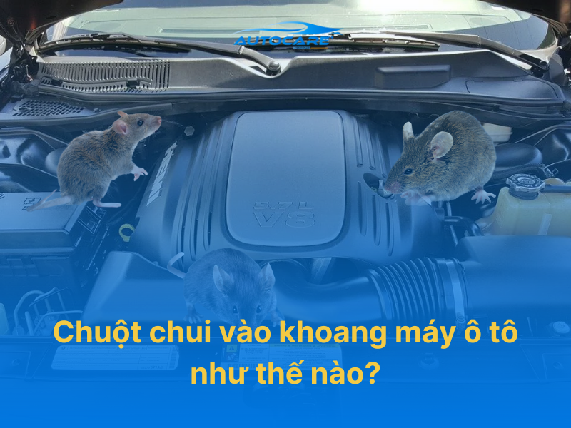 Chuột chui vào khoang máy ô tô như thế nào