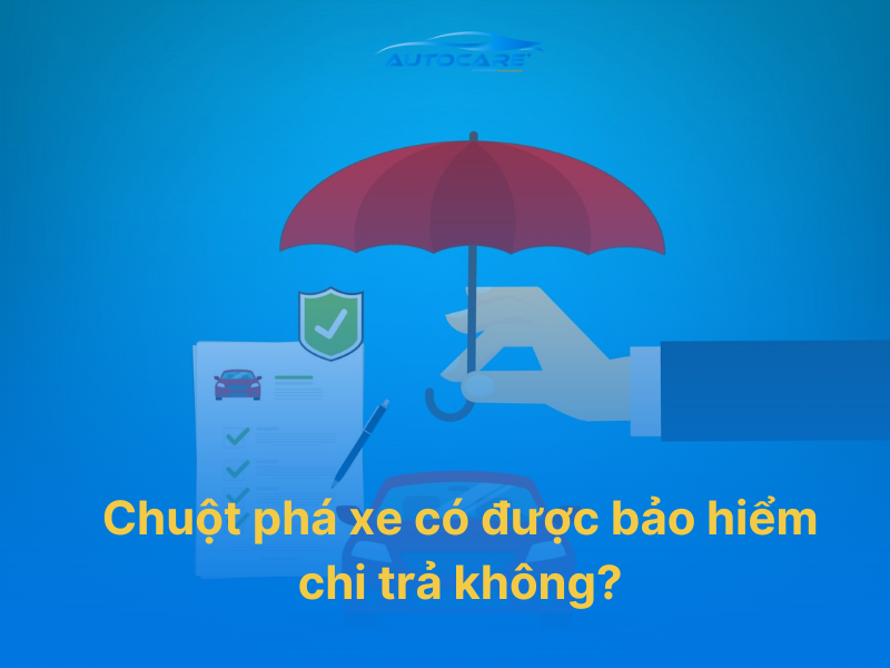Chuột phá xe có được bảo hiểm chi trả không