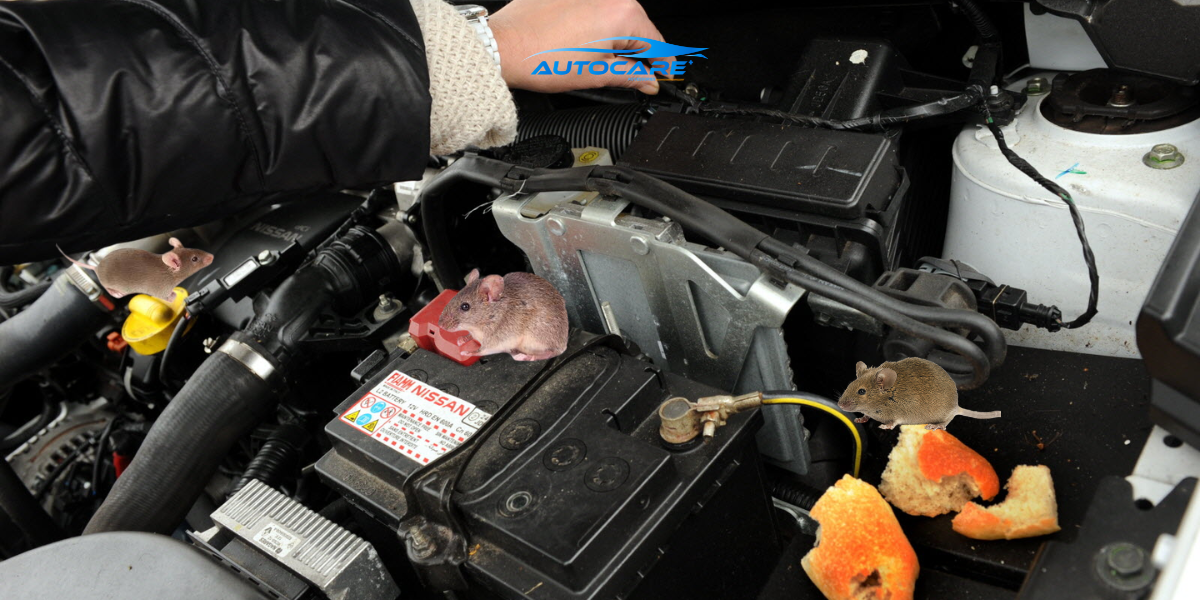 Chuot vao o to co nguy hiem cho nguoi lai khong 3