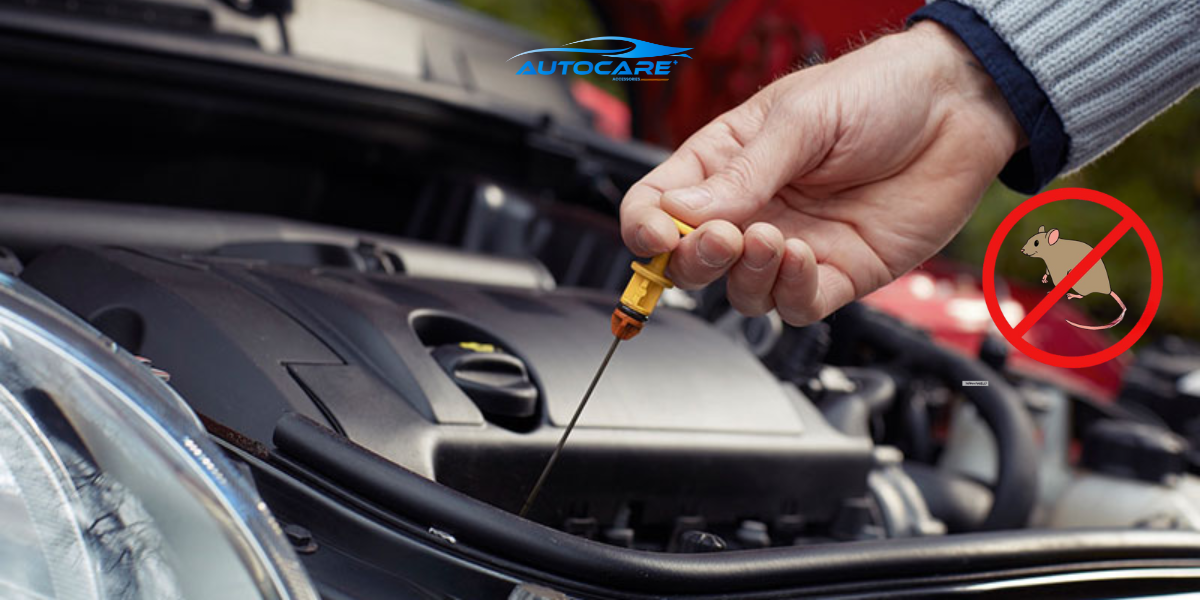 Chuot vao o to co nguy hiem cho nguoi lai khong 7