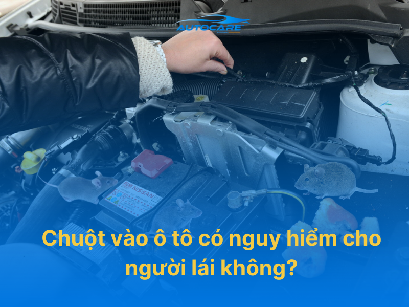 Chuột vào ô tô có nguy hiểm cho người lái không