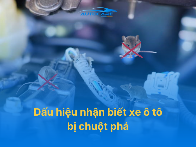 Dấu hiệu nhận biết xe ô tô bị chuột phá