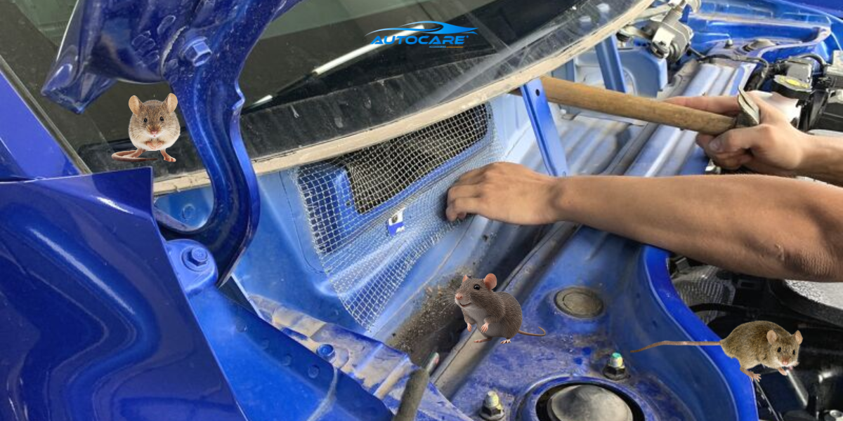 Luoi chong chuot khoang may