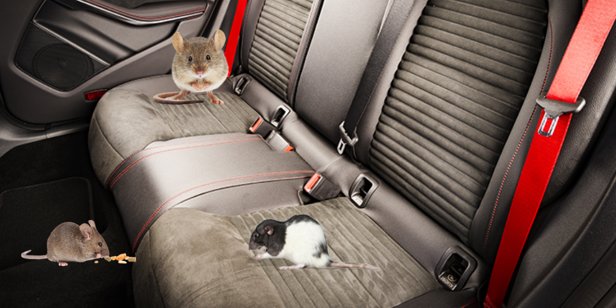 Meo dan gian duoi chuot ben trong xe o to