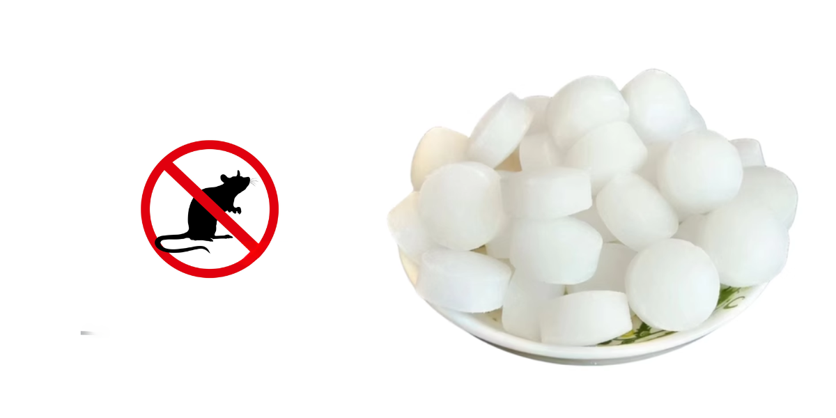 Meo dan gian duoi chuot o to bang long nao