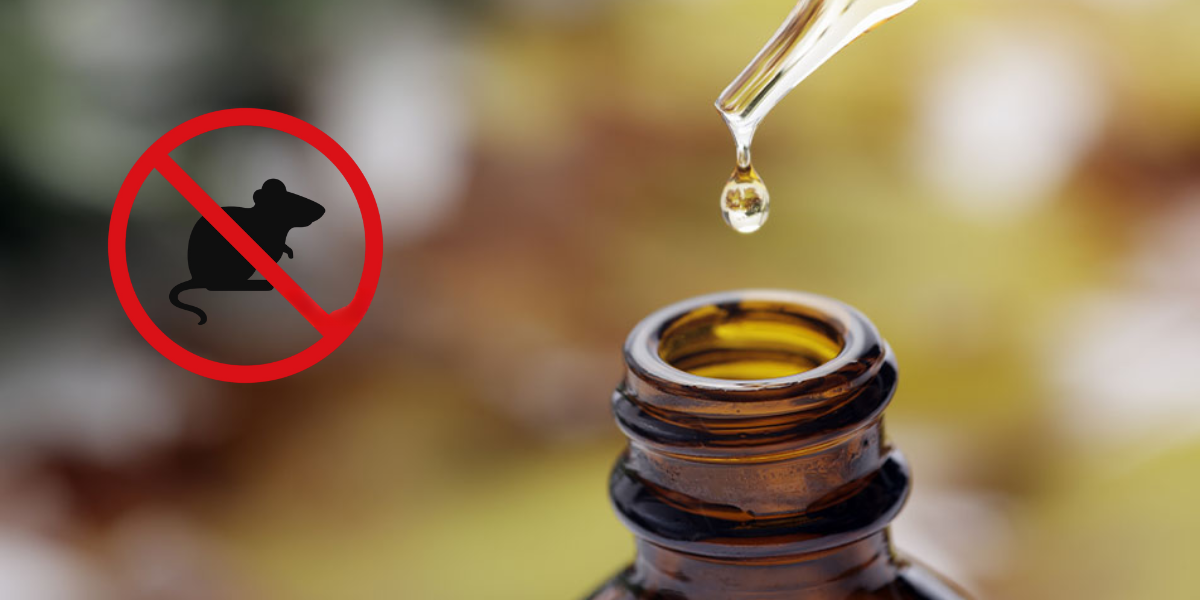 Meo dan gian duoi chuot o to bang tinh dau