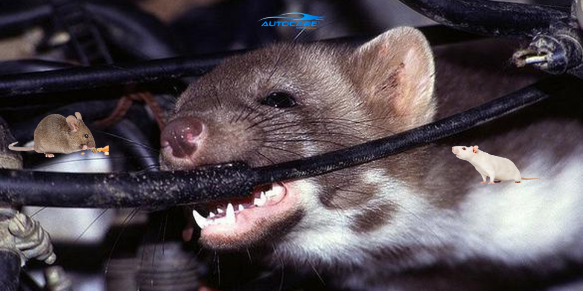 So sanh cac loai bang quan chong chuot cho day dien can day dien