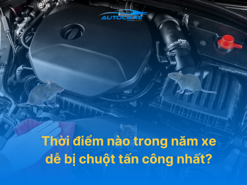 Thời điểm nào trong năm xe dễ bị chuột tấn công nhất