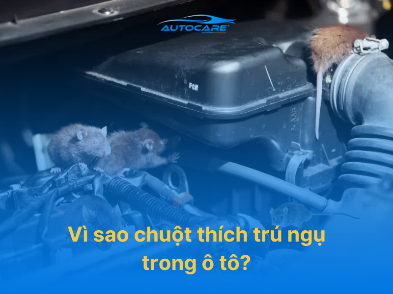Vì sao chuột thích trú ngụ trong ô tô sang trọng