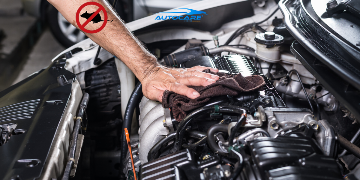 bao lau thay thiet bi chong chuot o to