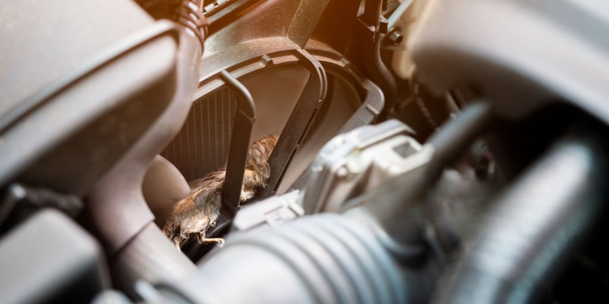 Chuột tìm nơi ấm áp trong khoang máy