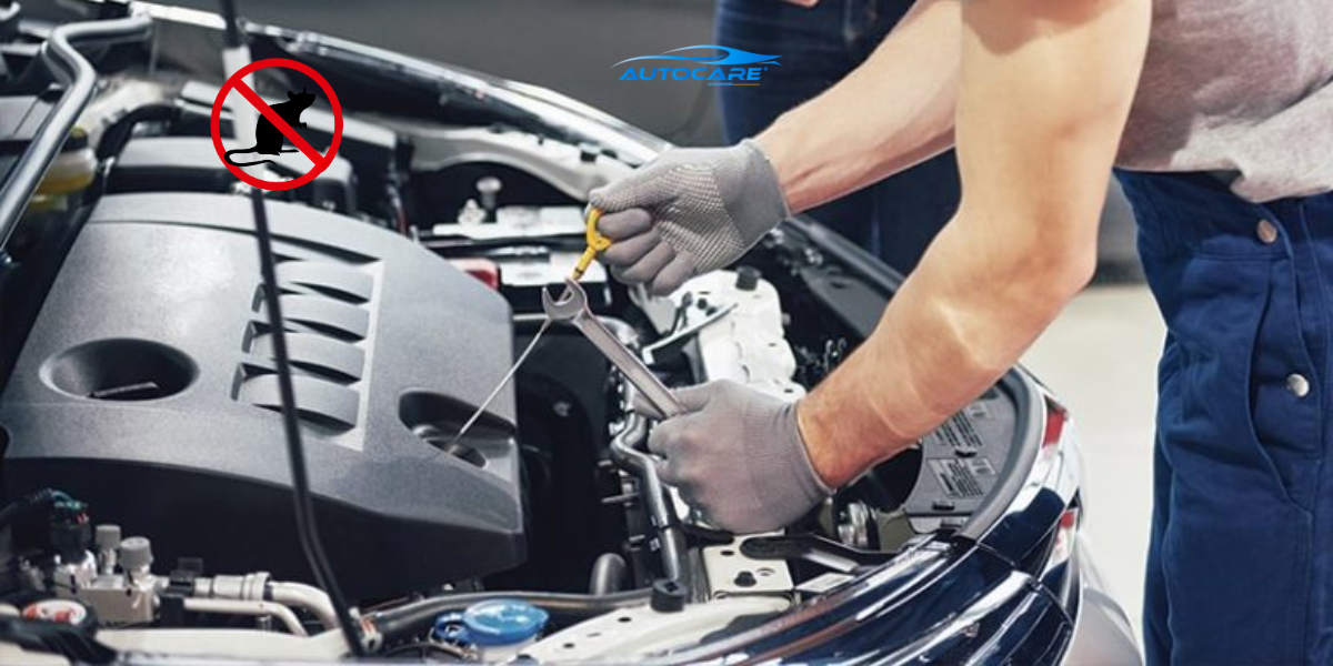 cach lap may duoi chuot sieu am cho o to tai nha dep