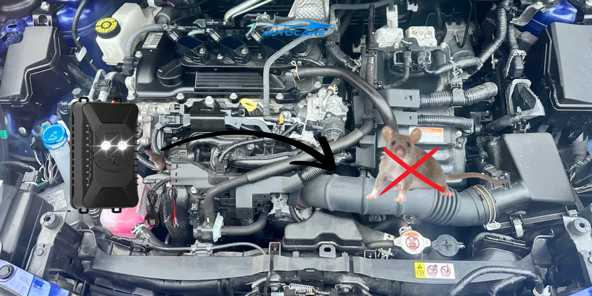 cach lap may duoi chuot sieu am cho o to tai nha sang trong