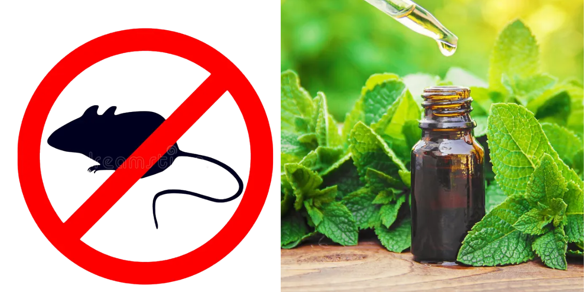 chong chuot bang mui huong bac ha