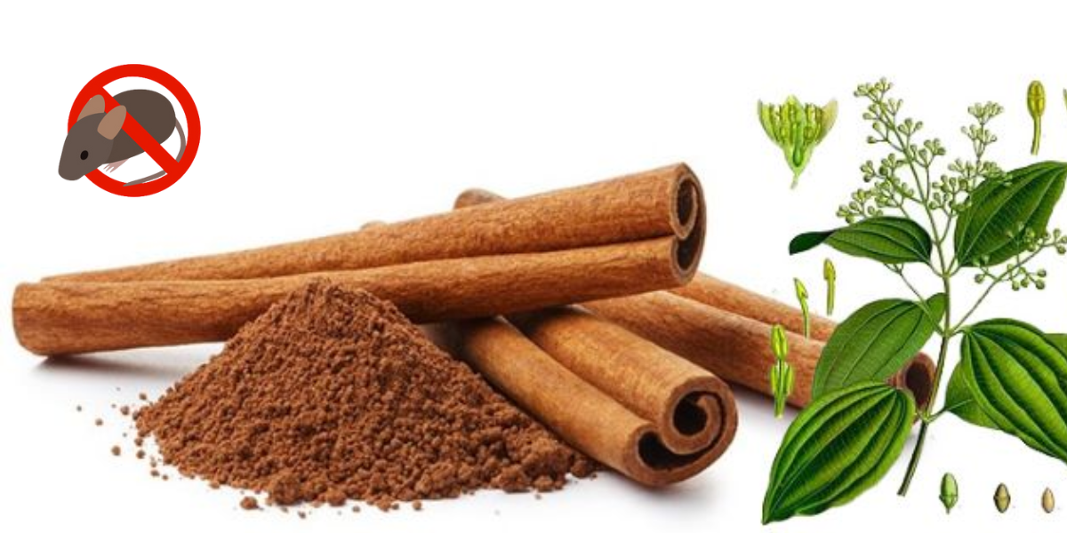 chong chuot bang mui huong que