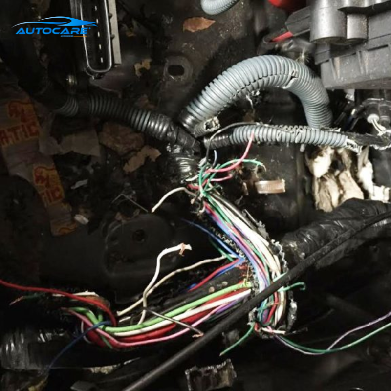 chống chuột khoang động cơ