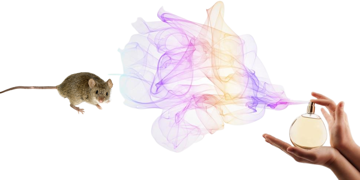 chong chuot o to bang mui huong