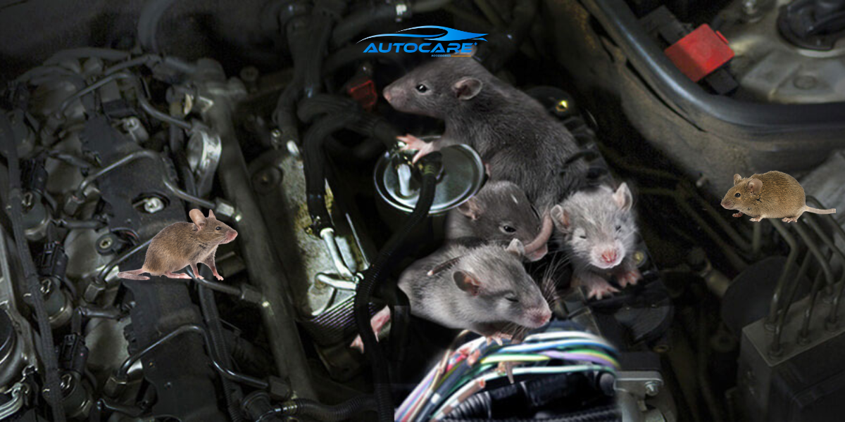 chuot can xe o to bao hiem