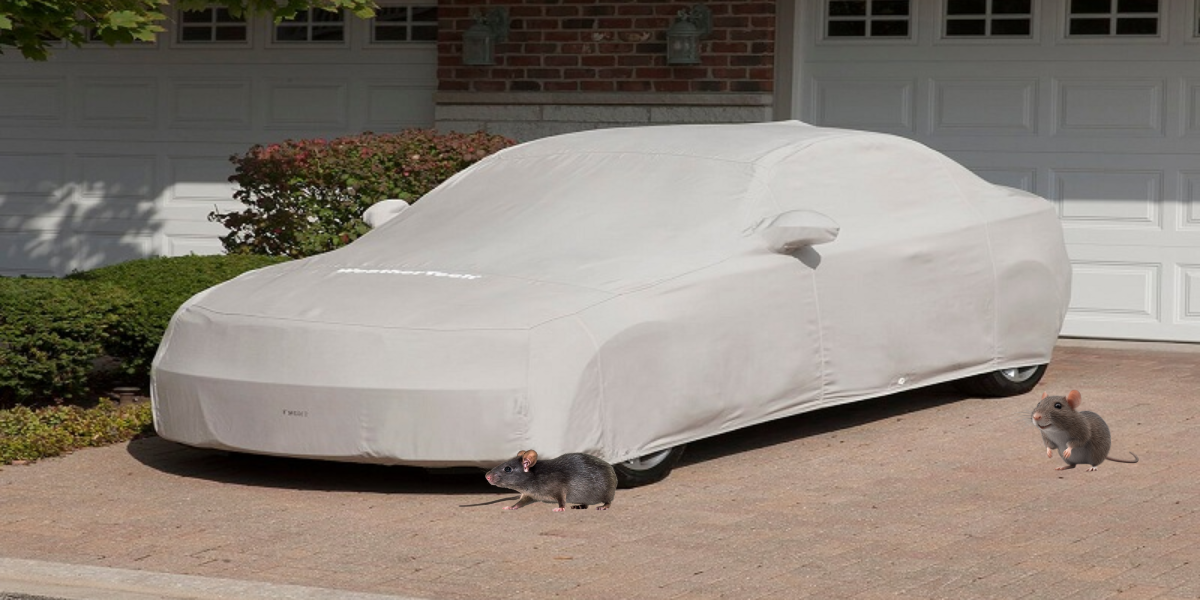 Chuột phá xe hơi