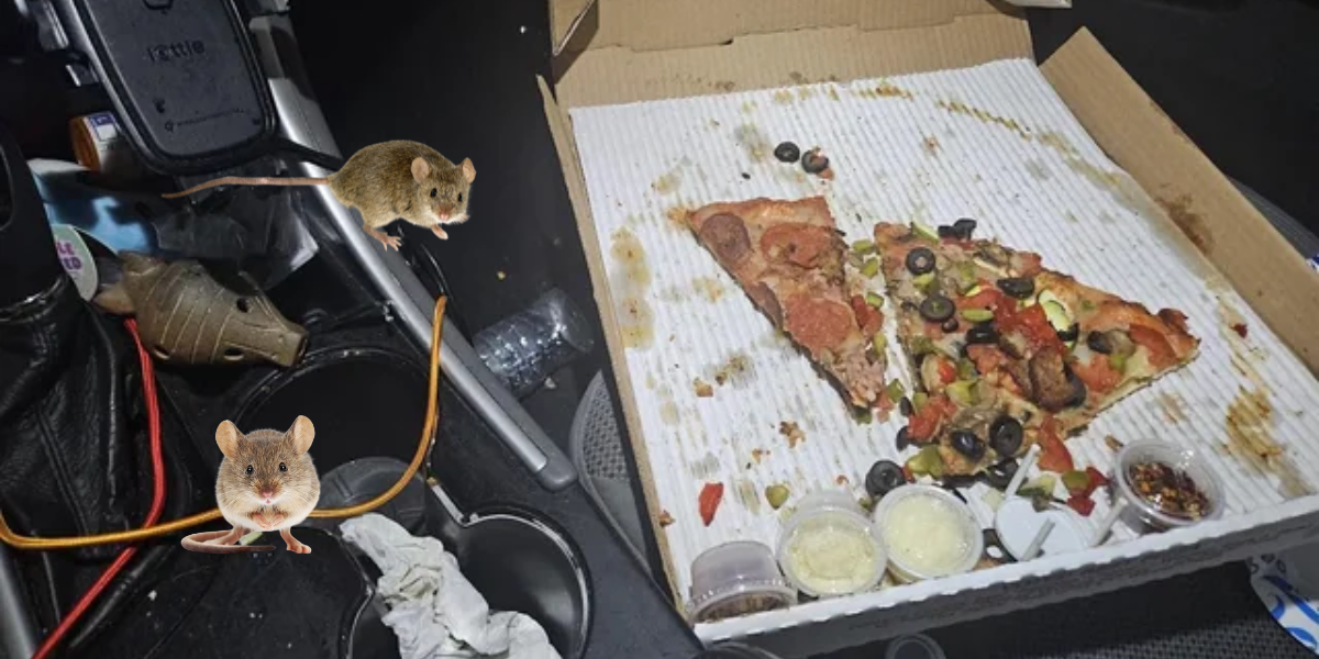 Giữ cabin sạch không thức ăn