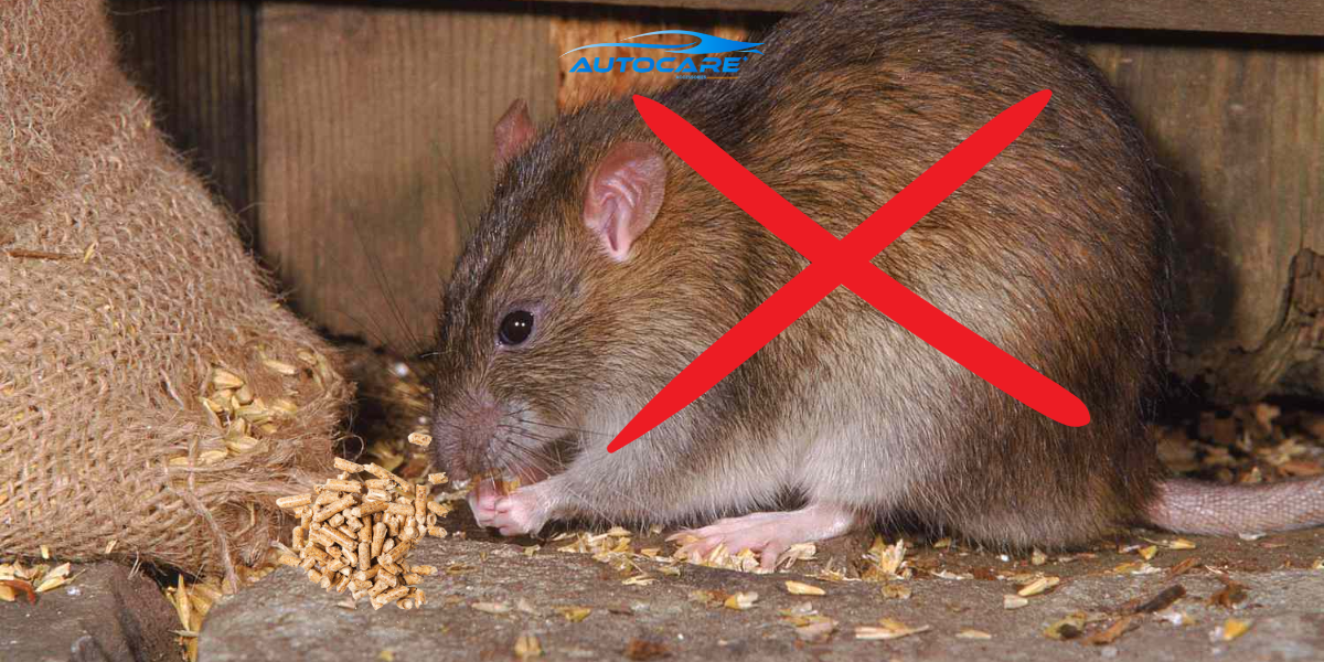 thuoc diet chuot trong xe o to an toan khong